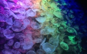 The Kamo Aquarium in Tsuruoka