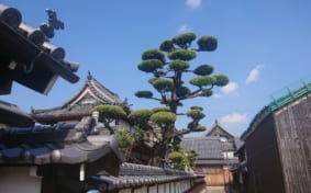 A sculpted tree among the traditional buildings of Imaicho