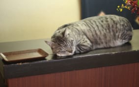 Nakamuraya Ryokan in Kusatsu