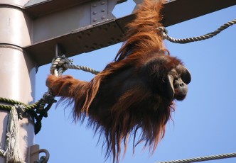 Asahiyama Zoo: The Best Zoo in Japan