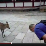Do deer in "Nara Park" really bow?! 