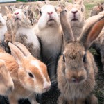 A Paradise of Rabbits in Hiroshima!? Visit Okunoshima, Rabbit Island