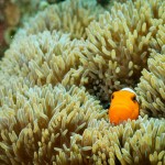 A travel around Yaeyama Islands, Okinawa! Part - 2