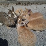 Okunojima : The Rabbit Island