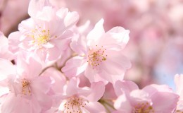 An Introduction to Hanami