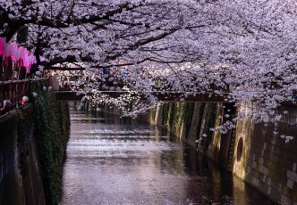 Beautiful Cherry Blossoms Along Meguro River