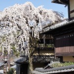 The Best Hanami Spots in Kyoto