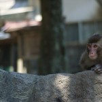 Takasakiyama: Monkey Mountain