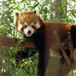 Animal Antics: Japan's Best Wildlife Sanctuaries