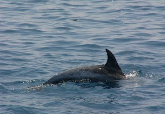 Having a Whale of a Time