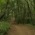 For All The Ghibli Fans: How About A Walk In The Totoro Forest?