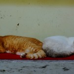 Feline Fine On Cat Day!