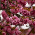 Endless Brevity in Cherry Blossoms