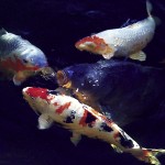 Koi as Japan's National Fish
