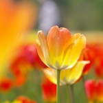 Takino Suzuran: Flower Beds and Children’s Haven!