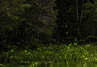 Overnight Get-away from Fukuoka City: Discover Old-world Japanese Charm and the Magic of Fireflies!