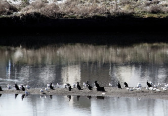 Yokohama's Lovely Baba Brook
