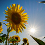 Beat the Heat: Japan’s Coolest Summer Retreats