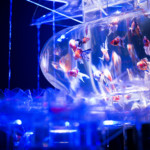 Art Aquarium Osaka: Witness the Full Beauty of Marine Life
