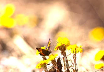 Magic Moments: My Personal Top 5 Moments in Japan