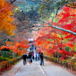 Full hearts and Falling Leaves: Kansai’s most romantic autumn tree viewing spots