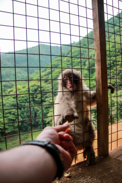 arashiyama-monkey