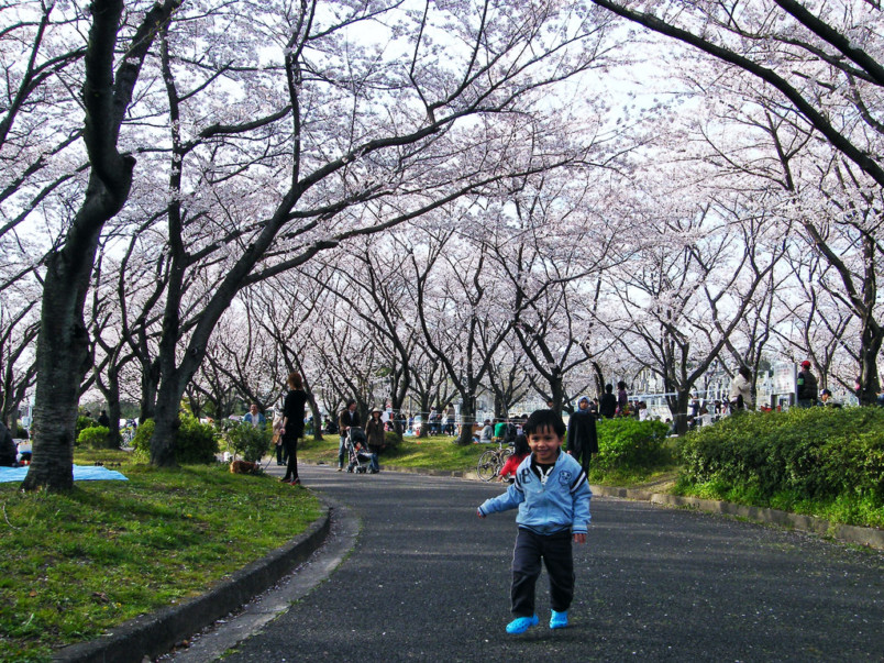 Top 3 Cherry Blossom Spots in the Tokai Region