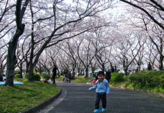 Top 3 Cherry Blossom Spots in the Tokai Region