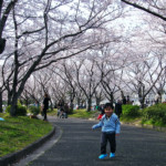 Top 3 Cherry Blossom Spots in the Tokai Region