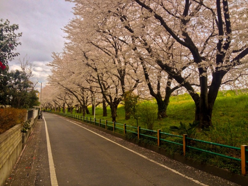 3 Cherry Blossom Hotspots in Saitama