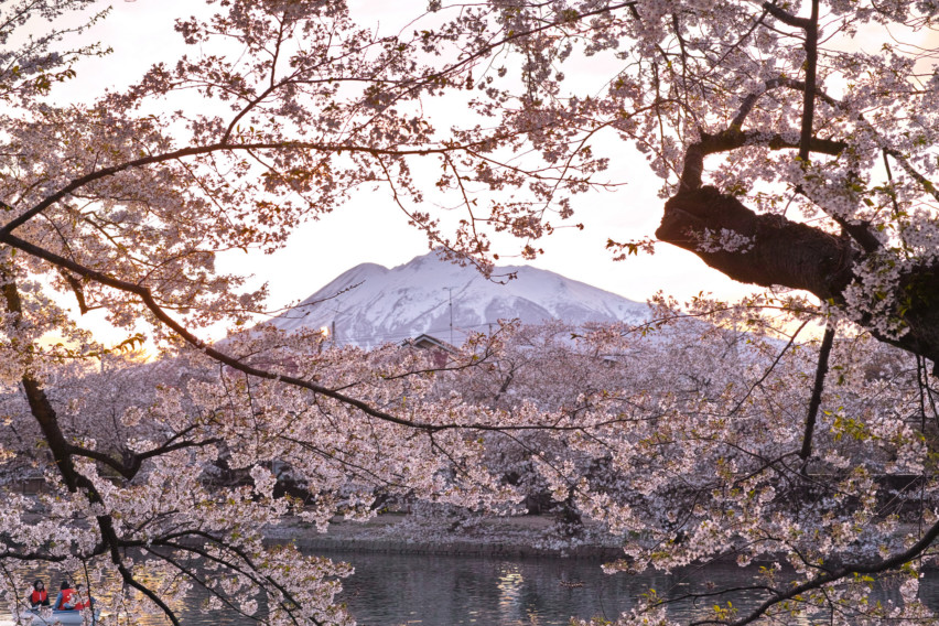 A Pink Wave Approaching: The Yamagata Cherry Blossoms