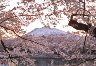 A Pink Wave Approaching: The Yamagata Cherry Blossoms