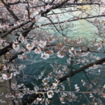 Sakuranomiya: The Osaka District Where Cherry Blossoms Bloom