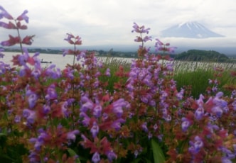 Kawaguchiko Herb Festival - Beautiful Blooms at the Base of Mount Fuji