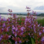 Kawaguchiko Herb Festival - Beautiful Blooms at the Base of Mount Fuji