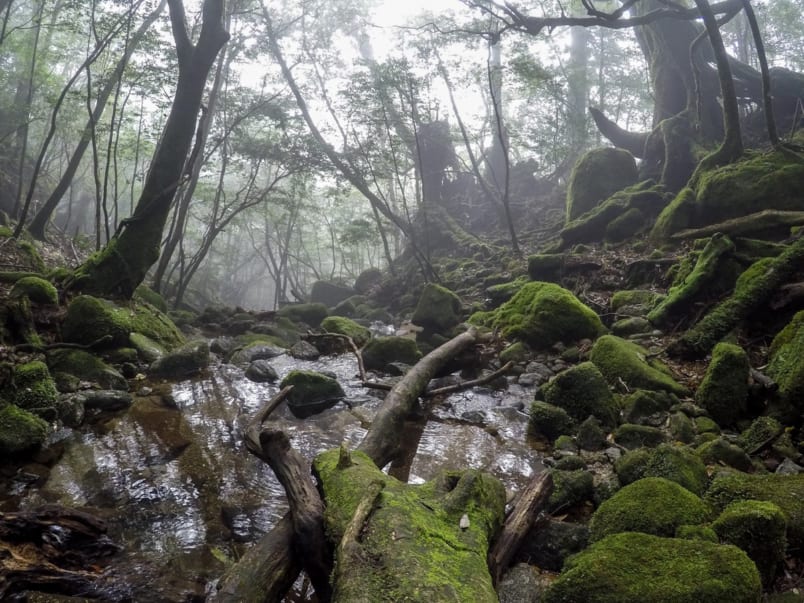 4 Day Trip Guide to Yakushima