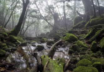4 Day Trip Guide to Yakushima