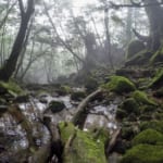4 Day Trip Guide to Yakushima