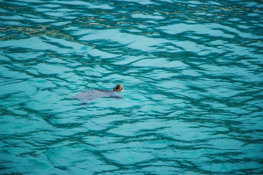 Sea turtle swimming