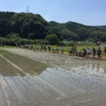 The Seeds of Family Bonds: My Rice Planting Experience in Iizuka, Fukuoka