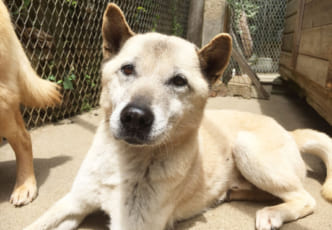 A Chance to Help Elderly Dogs in Japan This Summer