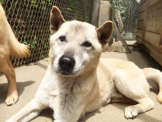 A Chance to Help Elderly Dogs in Japan This Summer