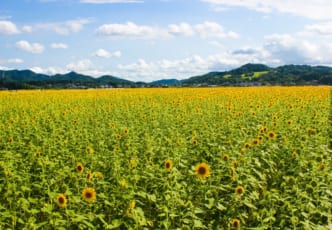 Mashiko Town: Sunflowers in Full Bloom