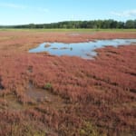 Abashiri, Hokkaido: One Day, Three Lakes, Pink Grass and a Festival