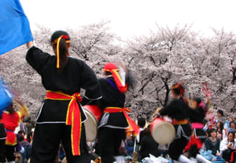 Japan's First Cherry Blossom Bloom: Hanami in Okinawa