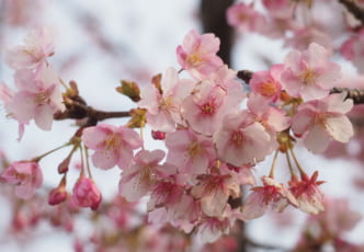 Kawazu Sakura Festival: Enjoy Cherry Blossom Earlier Than Everyone Else