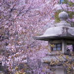 Japan’s Late Bloomers: The Best Places to See Cherry Blossoms in Hokkaido