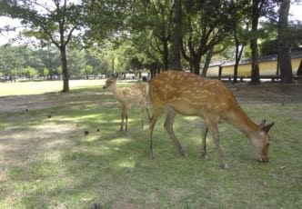 15 Things to Do in Nara