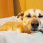 Pedaling 4 Paws 2018 – Cycling in the City