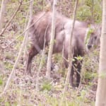 The Japanese Serow: The Four-Legged Woods Dweller Native to Japan